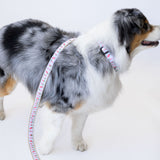 Dog Collar, Strawberry by Sara Fitz